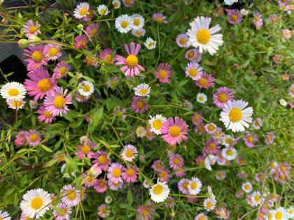 Erigeron karvinskianus 'Sea of Blossom'